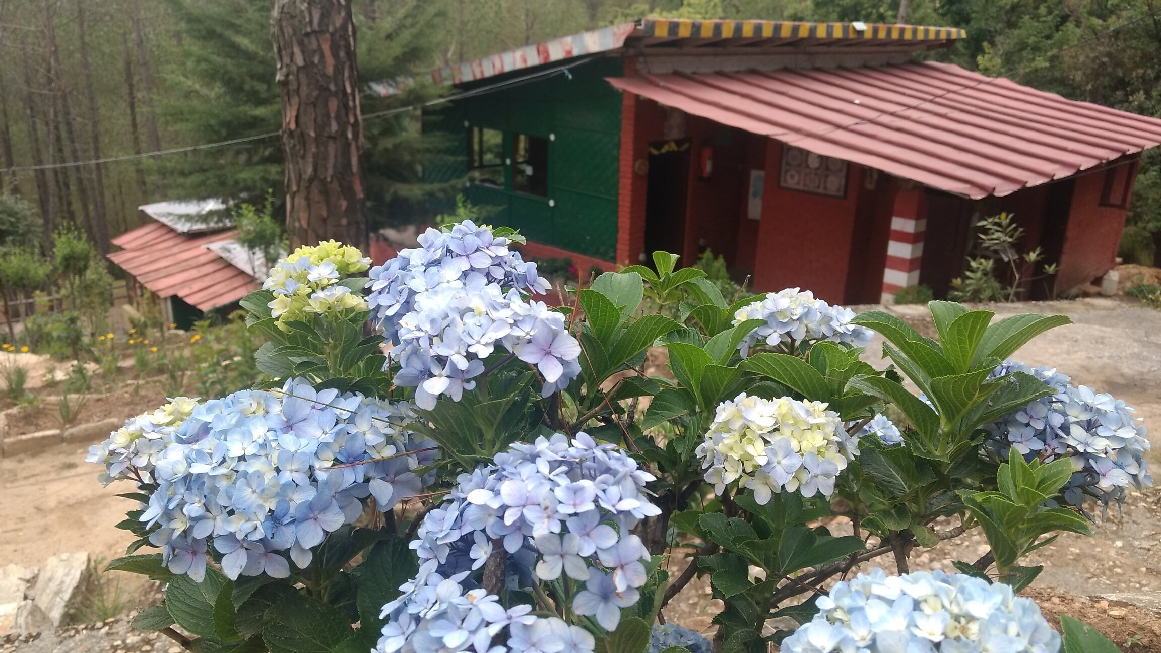 Chestnut Grove Himalayan Lodge Hotel Details Page Makemytrip Com