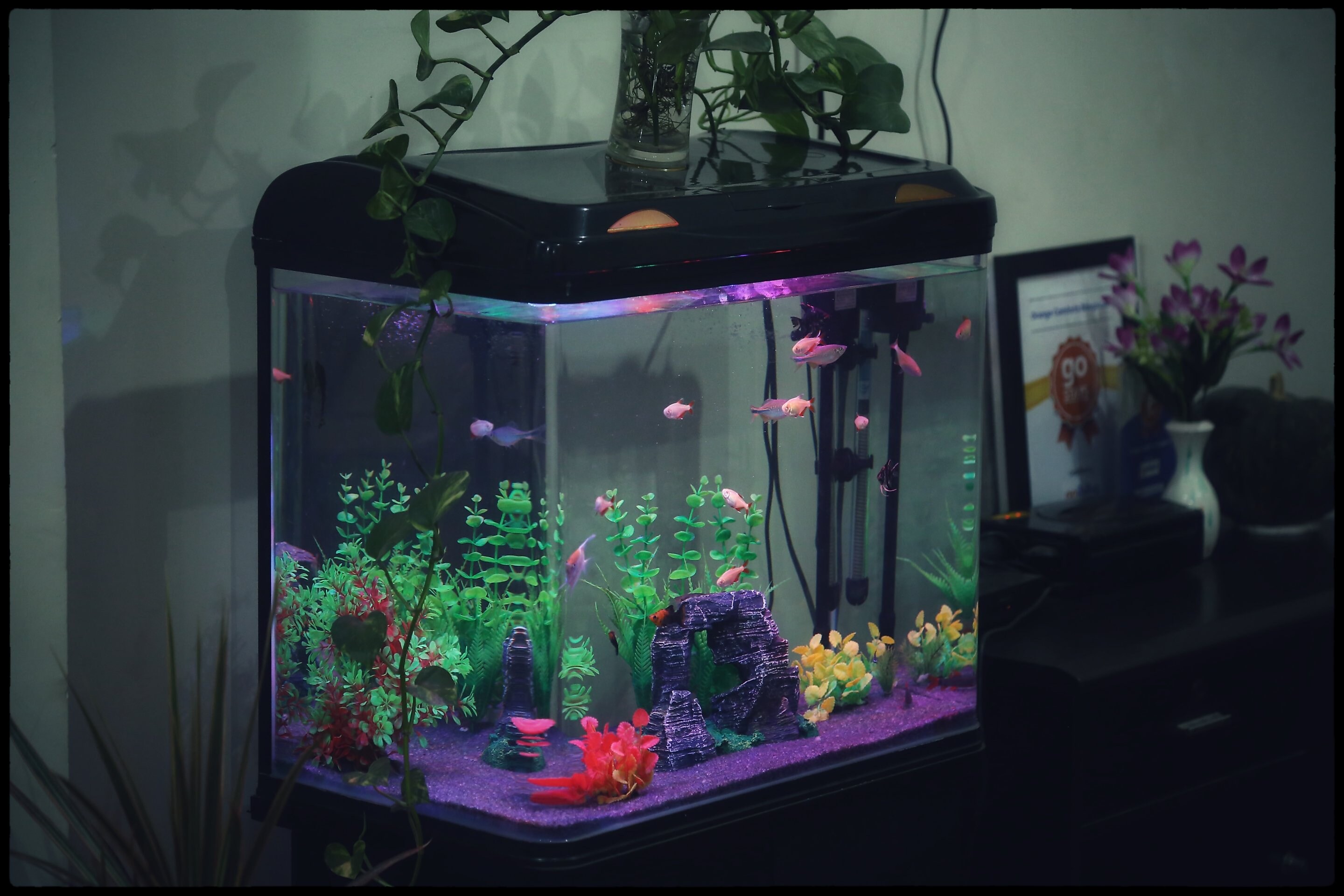 Aquarium fish doctor in bangalore