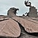 user photos