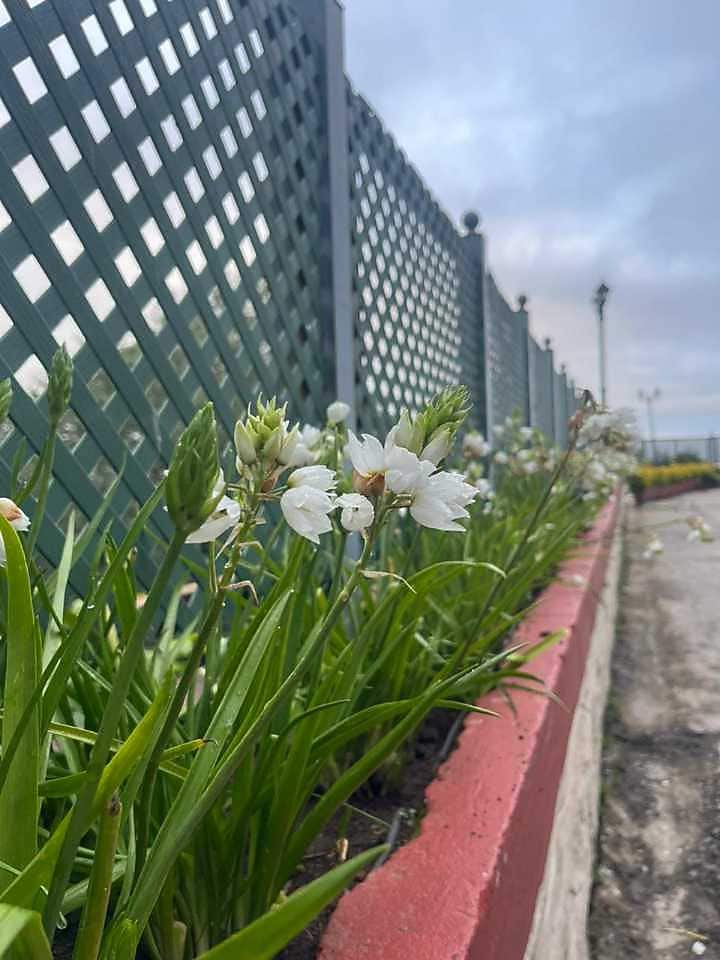 MANGO HILL KODAI 𝗕𝗢𝗢𝗞 Kodaikanal Hotel 𝘄𝗶𝘁𝗵 ₹𝟬 𝗣𝗔𝗬𝗠𝗘𝗡𝗧