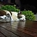 user photos