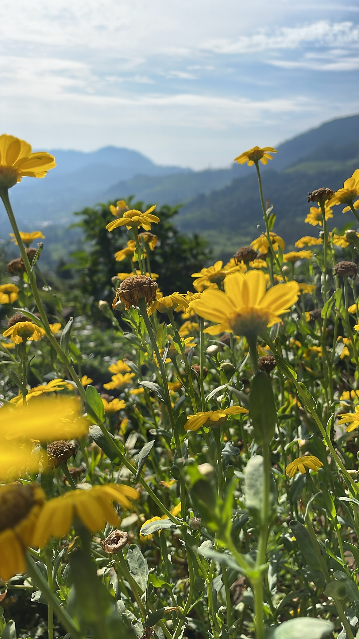 Planters Punch Resorts 𝗕𝗢𝗢𝗞 Ooty Resort 𝘄𝗶𝘁𝗵 ₹𝟬 𝗣𝗔𝗬𝗠𝗘𝗡𝗧