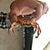 user photos