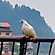 user photos