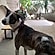 user photos