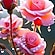 user photos