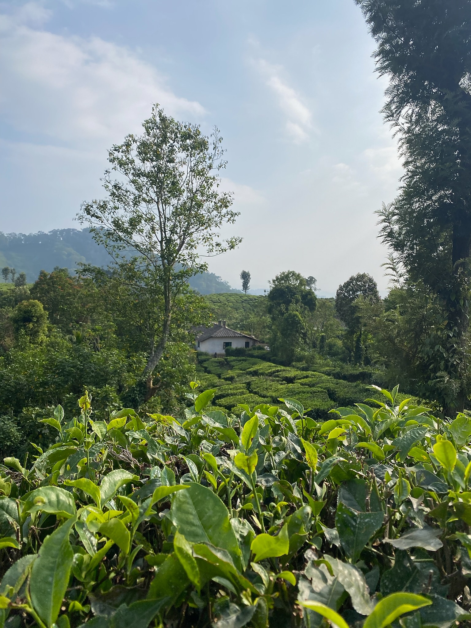 Reviews of Blanket Hotel & Spa Munnar Hotel in Munnar