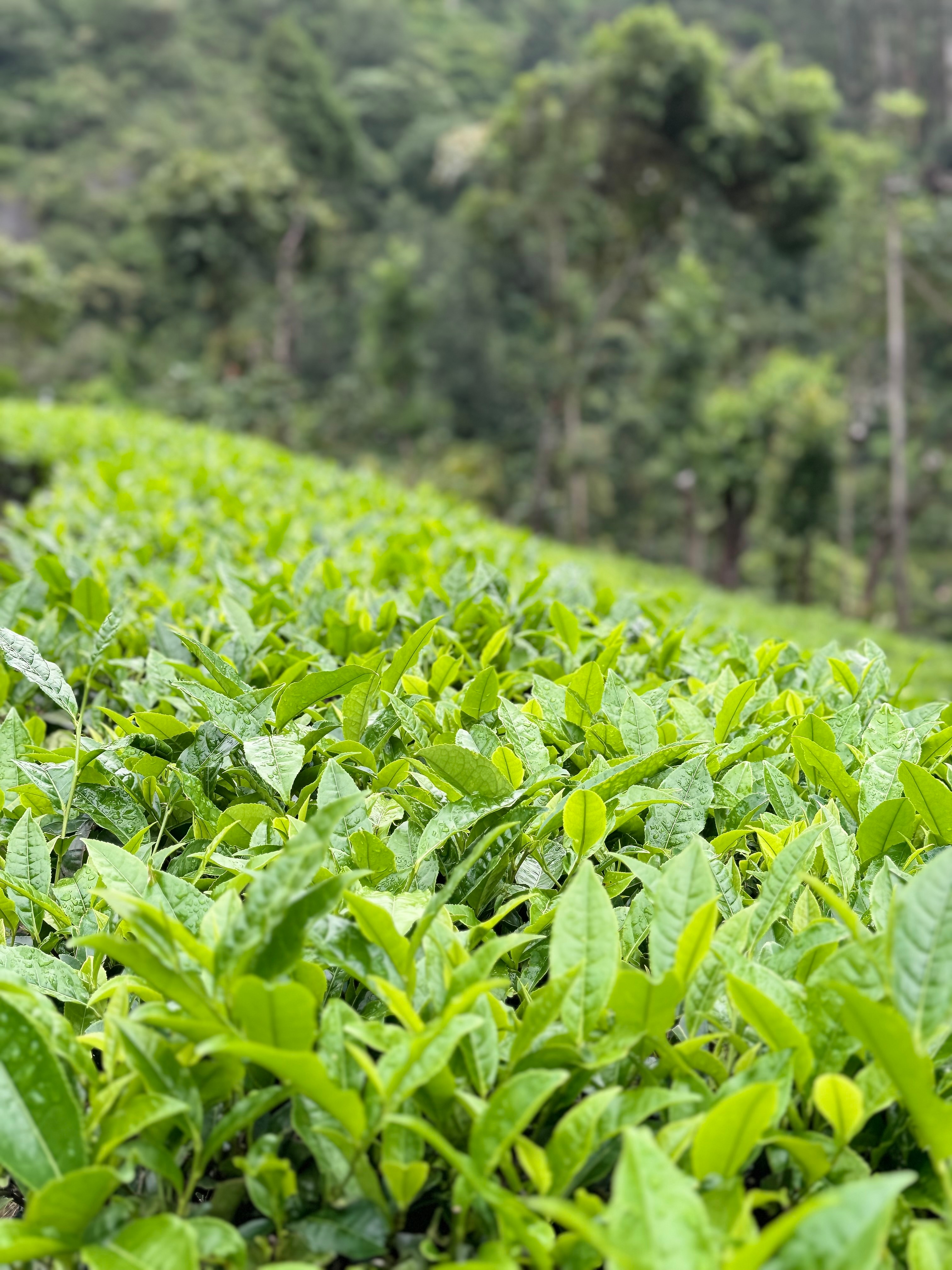 Reviews of Blanket Hotel & Spa Munnar Hotel in Munnar