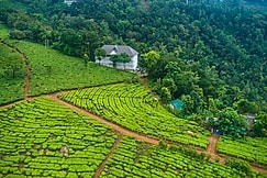 Tea Harvester, Munnar