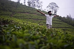 Theeram Agro Farm Hill Resort, Vagamon