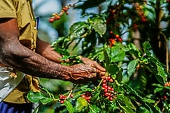 Tat Tvam Asi Organic Farm Stay, Chikmagalur