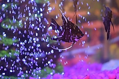 Hotel Chandrakala Regency 300 meters from Dhanbad Railway, Dhanbad