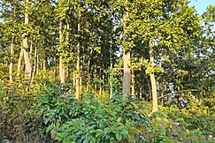 Similipal Eco Retreat, Baripada