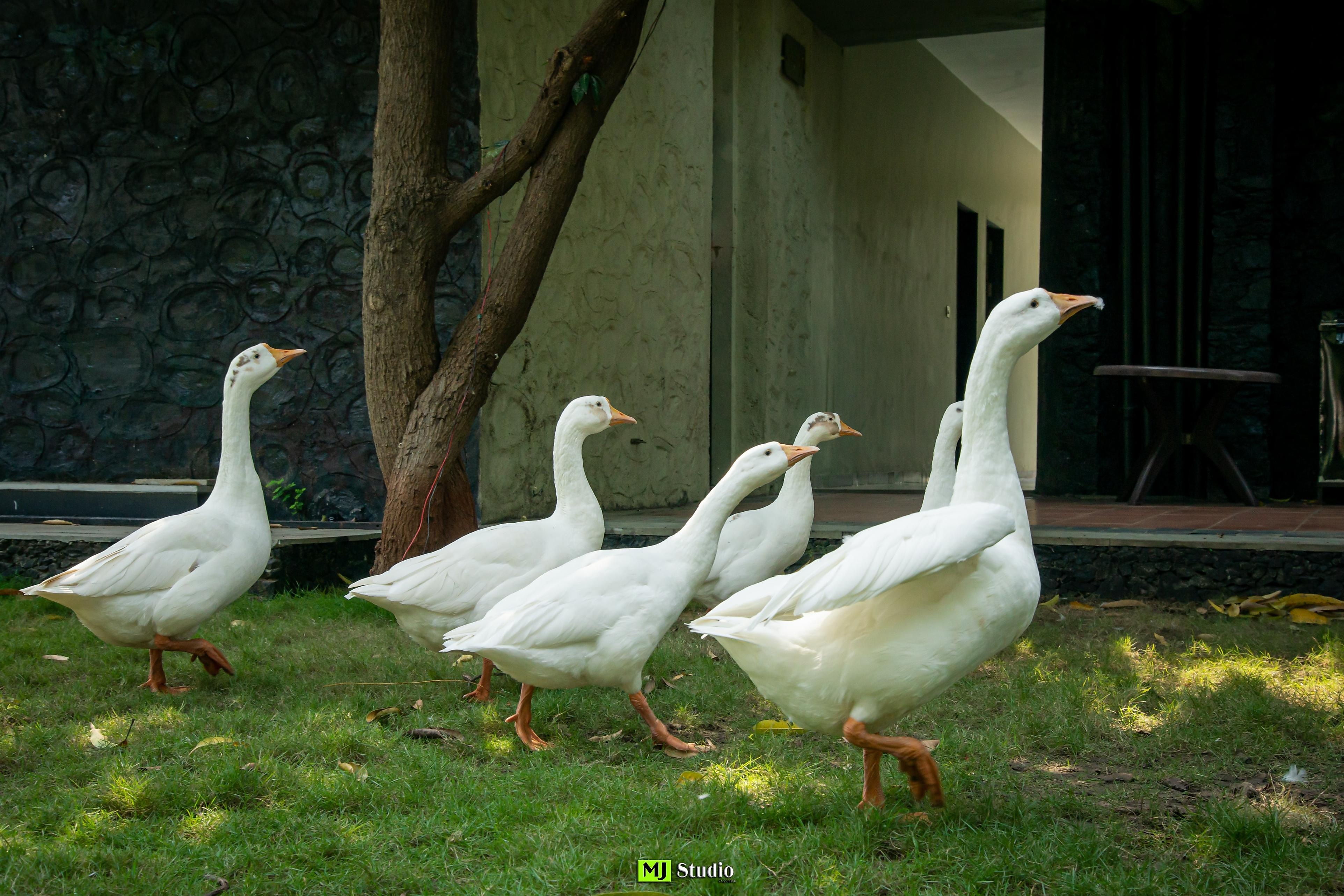 The Mango Orchard Club and Resort - Tap to explore photos