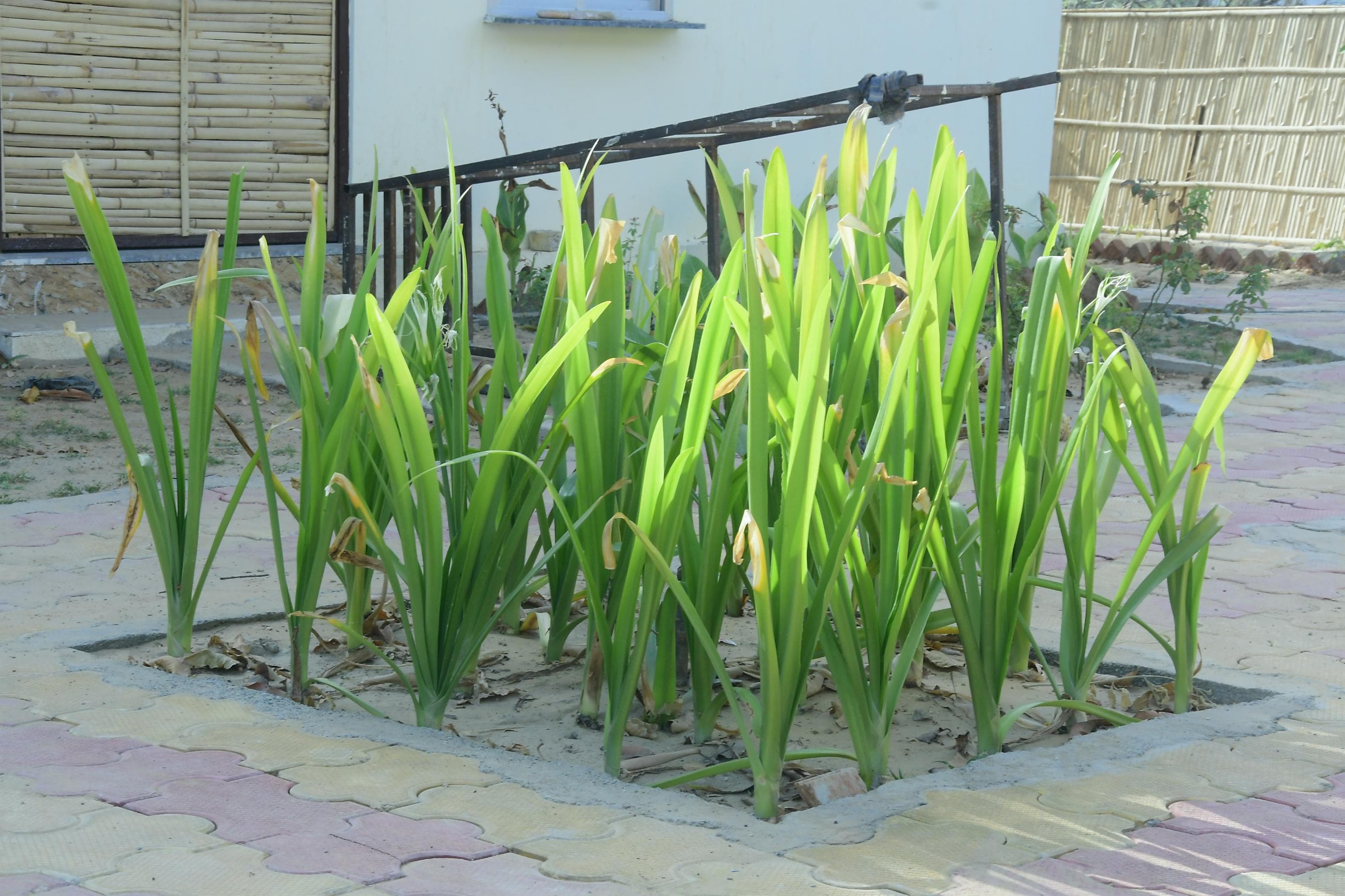 Harsh Green Valley Resort, Sikar - Tap to explore photos