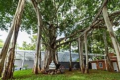 MAGIZHVANAM RESORT, Auroville