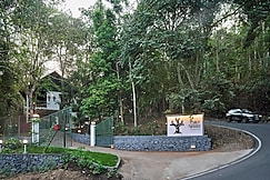 Curly wood by clustercloud, Idukki