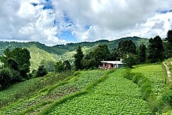 Sound of nature | Hill View 3 BHK By Homeyhuts, Almora