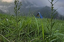 Dhauladhar Eternals, Dharamshala