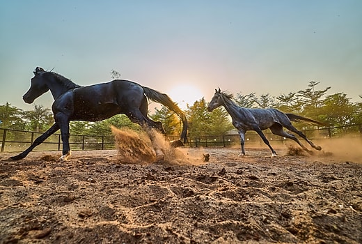 SaffronStays Jallosh