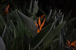 AAMARA, Bangalore