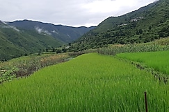 Sajwan home stay pantwari Tehri garhwal, Nag Tibba