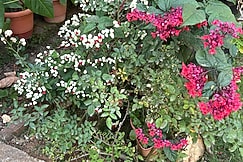 Green Craft, Chikmagalur