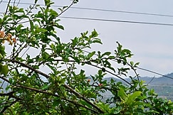 AARON COTTAGE, Mukteshwar