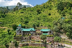 Birds And Oak, Bhowali