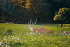 Gokarna Forest Golf Resort & Spa, Kathmandu