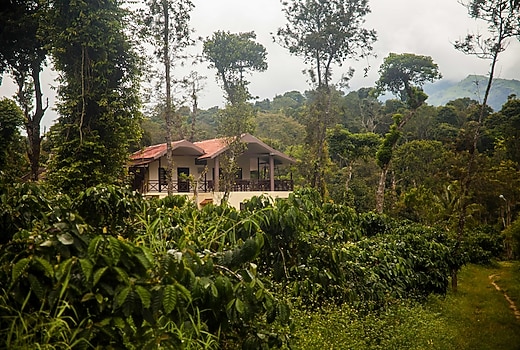 Wander with your buddies in a coffee plantation