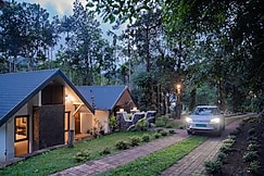 Mystic Trees By Cluster Cloud, Thekkady